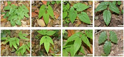 Exploring regulatory network of icariin synthesis in Herba Epimedii through integrated omics analysis